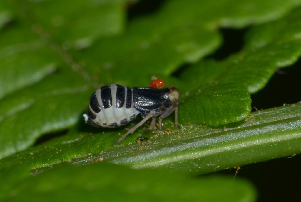 Ninfa?  No, femmina adulta di Ditropis pteridis (Delphacidae)